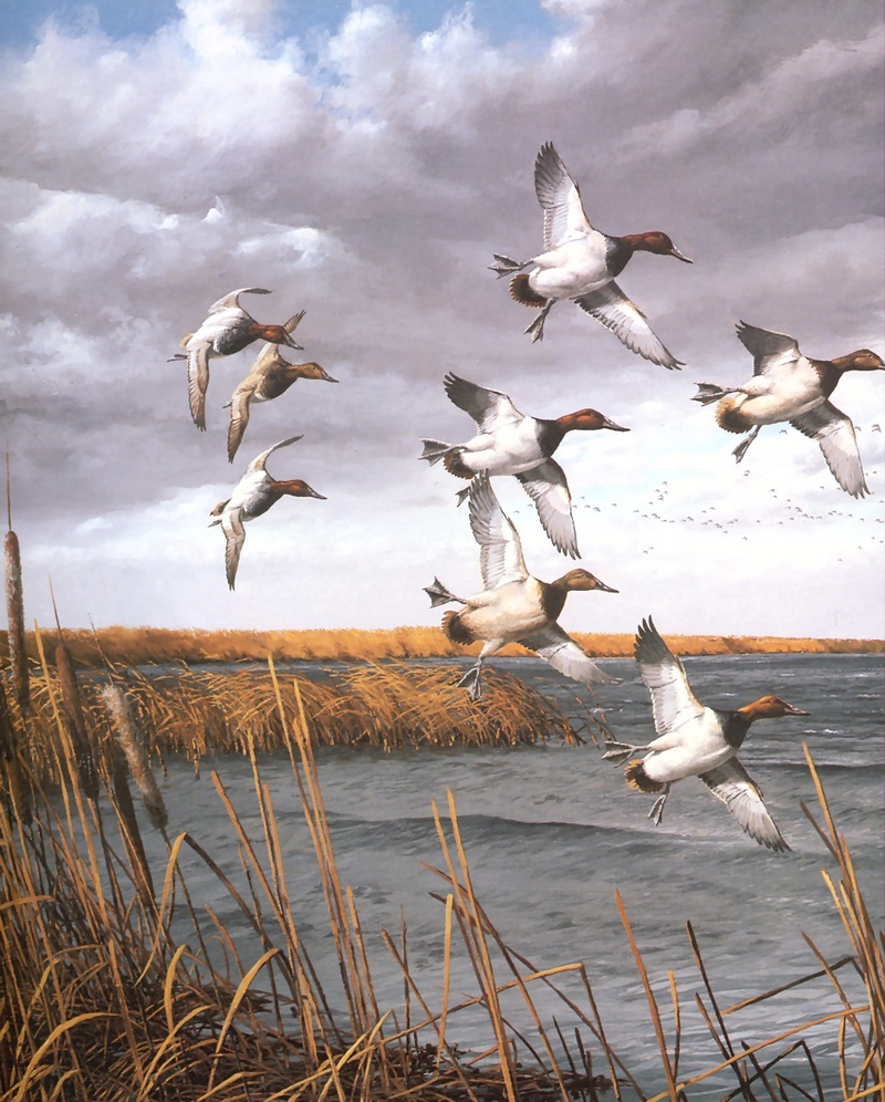 [Consigliere S4 - The Wildfowl of David Maass] Canvasbacks On The Delta Marsh; DISPLAY FULL IMAGE.