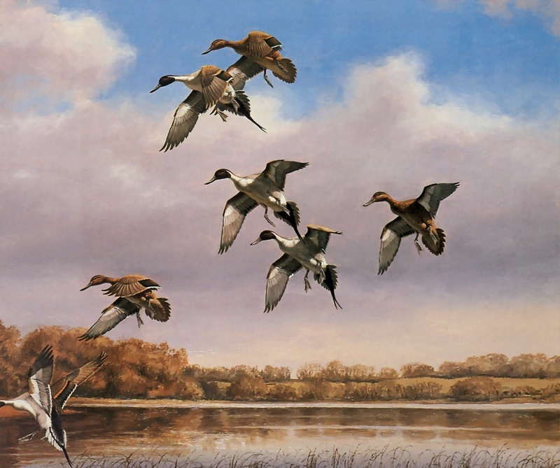 [Consigliere S4 - The Wildfowl of David Maass] Wary Desent-Pintails; DISPLAY FULL IMAGE.
