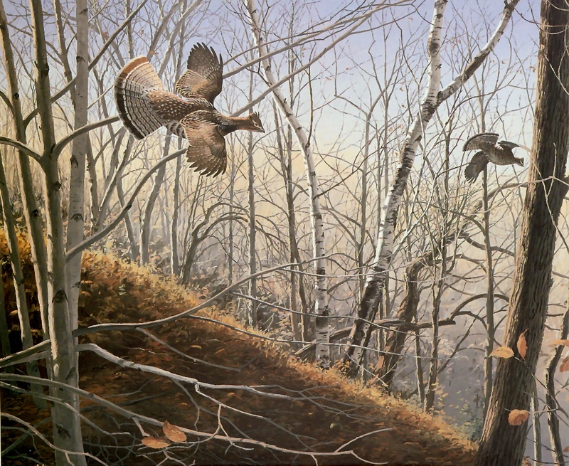 [Consigliere S4 - The Wildfowl of David Maass] Through The Birches-Ruffed Grouse; DISPLAY FULL IMAGE.