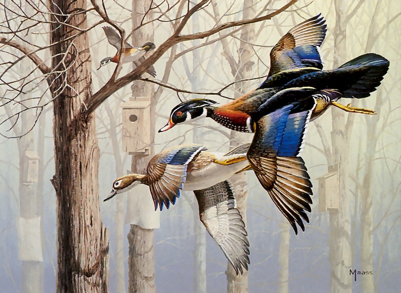 [Consigliere S4 - The Wildfowl of David Maass] 1986 Main Duck Stamp; DISPLAY FULL IMAGE.