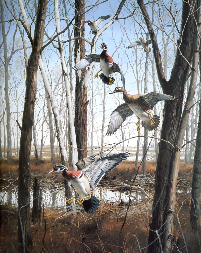 [Consigliere S4 - The Wildfowl of David Maass] Mississippi Flyway-WoodDucks; DISPLAY FULL IMAGE.