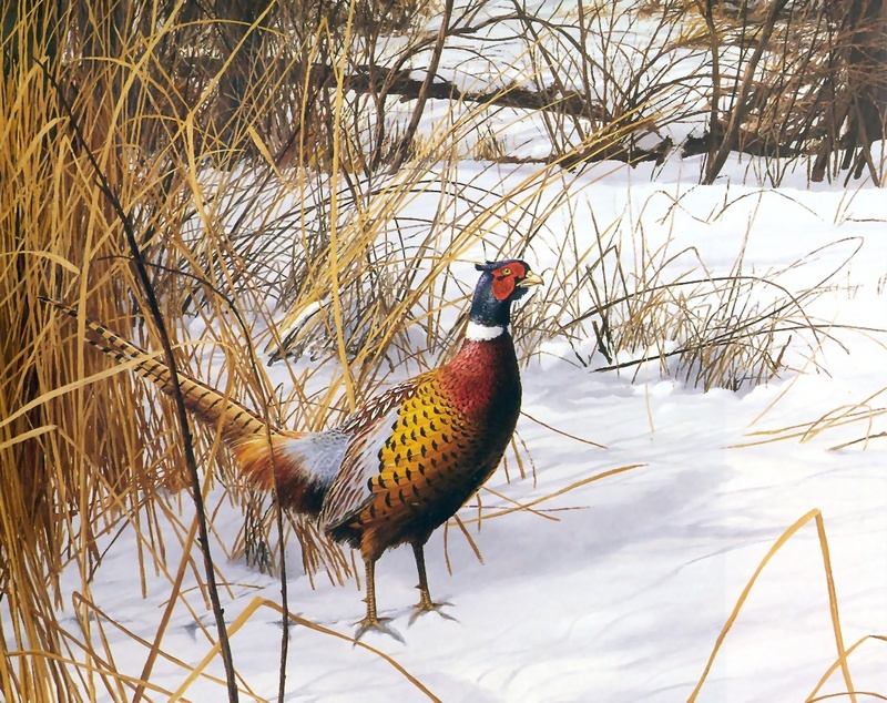 [Consigliere S4 - The Wildfowl of David Maass] Frosty Stroll-Pheasants; DISPLAY FULL IMAGE.