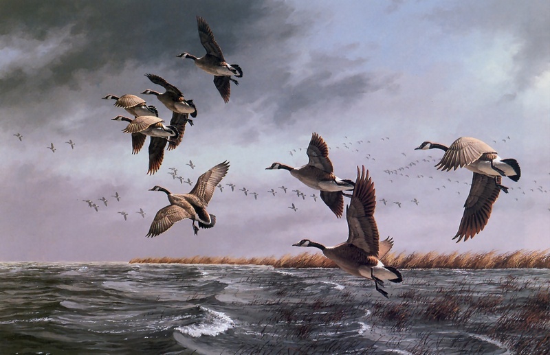 [Consigliere S4 - The Wildfowl of David Maass] Fighting The Wind-Canada Geese; DISPLAY FULL IMAGE.