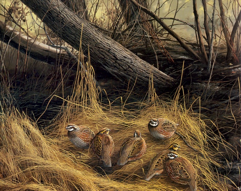 [Consigliere S4 - The Wildfowl of David Maass] Hidden Covey-Bobwhite Quail; DISPLAY FULL IMAGE.