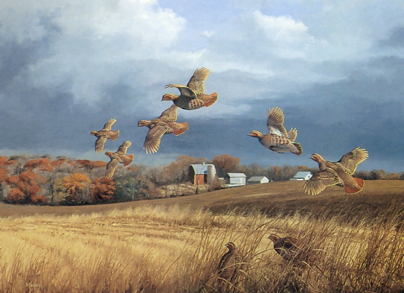 [Consigliere S4 - The Wildfowl of David Maass] Farmland Covey-Gray Partridge; DISPLAY FULL IMAGE.