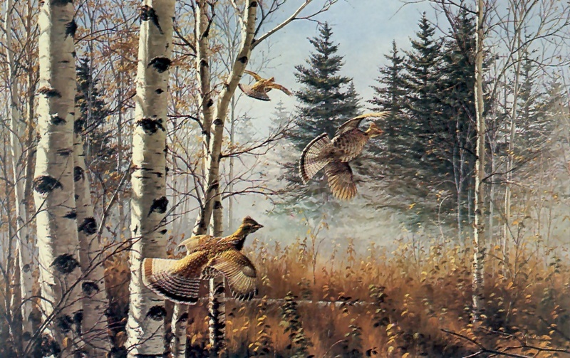 [Consigliere S4 - The Wildfowl of David Maass] Thundering Out-Ruffed Grouse; DISPLAY FULL IMAGE.