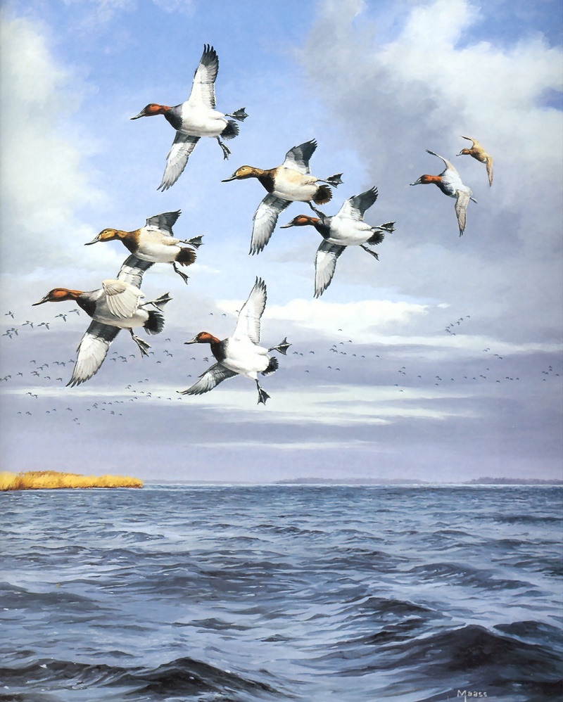 [Consigliere S4 - The Wildfowl of David Maass] Lee's Point-Canvasbacks; DISPLAY FULL IMAGE.