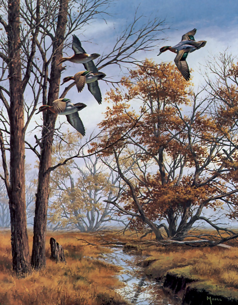 [Consigliere S4 - The Wildfowl of David Maass] Misty Morning-Green Winged Teal; DISPLAY FULL IMAGE.
