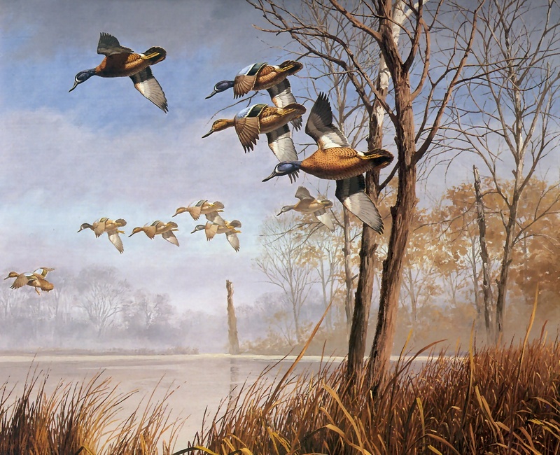 [Consigliere S4 - The Wildfowl of David Maass] Morning Mist-Blue Winged Teal; DISPLAY FULL IMAGE.