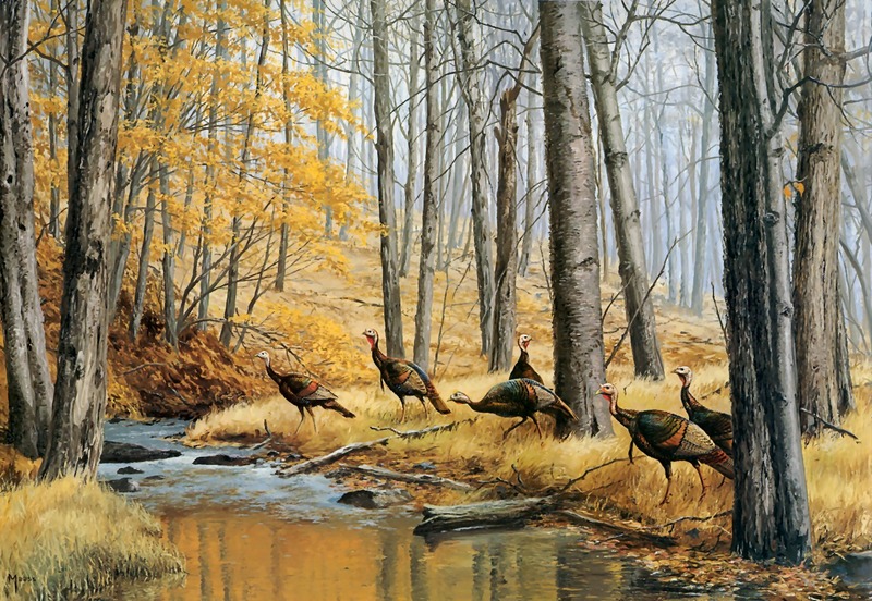 [Consigliere S4 - The Wildfowl of David Maass] Monarchs Of The Hardwoods-Eastern Wild Turkeys; DISPLAY FULL IMAGE.