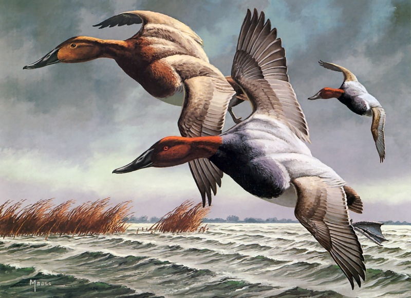 [Consigliere S4 - The Wildfowl of David Maass] 1982-83 Migratory Bird Stamp; DISPLAY FULL IMAGE.