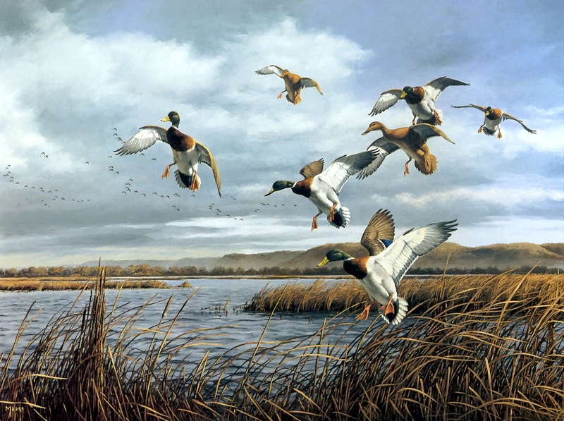[Consigliere S4 - The Wildfowl of David Maass] Temporary Stop-Mallards; DISPLAY FULL IMAGE.