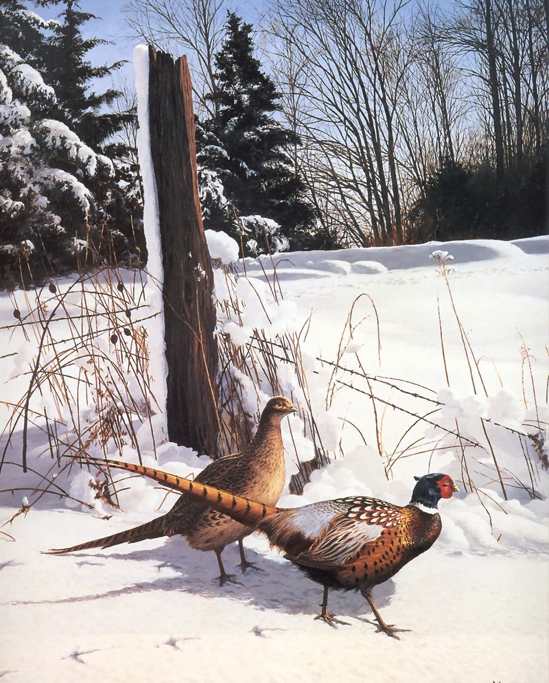 [Consigliere S4 - The Wildfowl of David Maass] Early Winter Morning-Pheasants; DISPLAY FULL IMAGE.