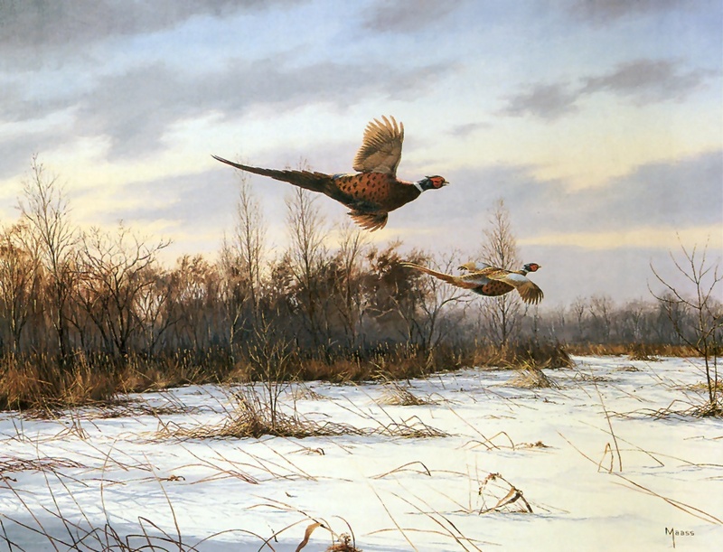 [Consigliere S4 - The Wildfowl of David Maass] Gliding Away-Pheasants; DISPLAY FULL IMAGE.