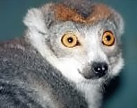 True Lemurs (Lemuridae) - Wiki; Image ONLY