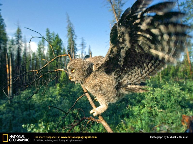 [National Geographic Wallpaper] Great Horned Owl; DISPLAY FULL IMAGE.