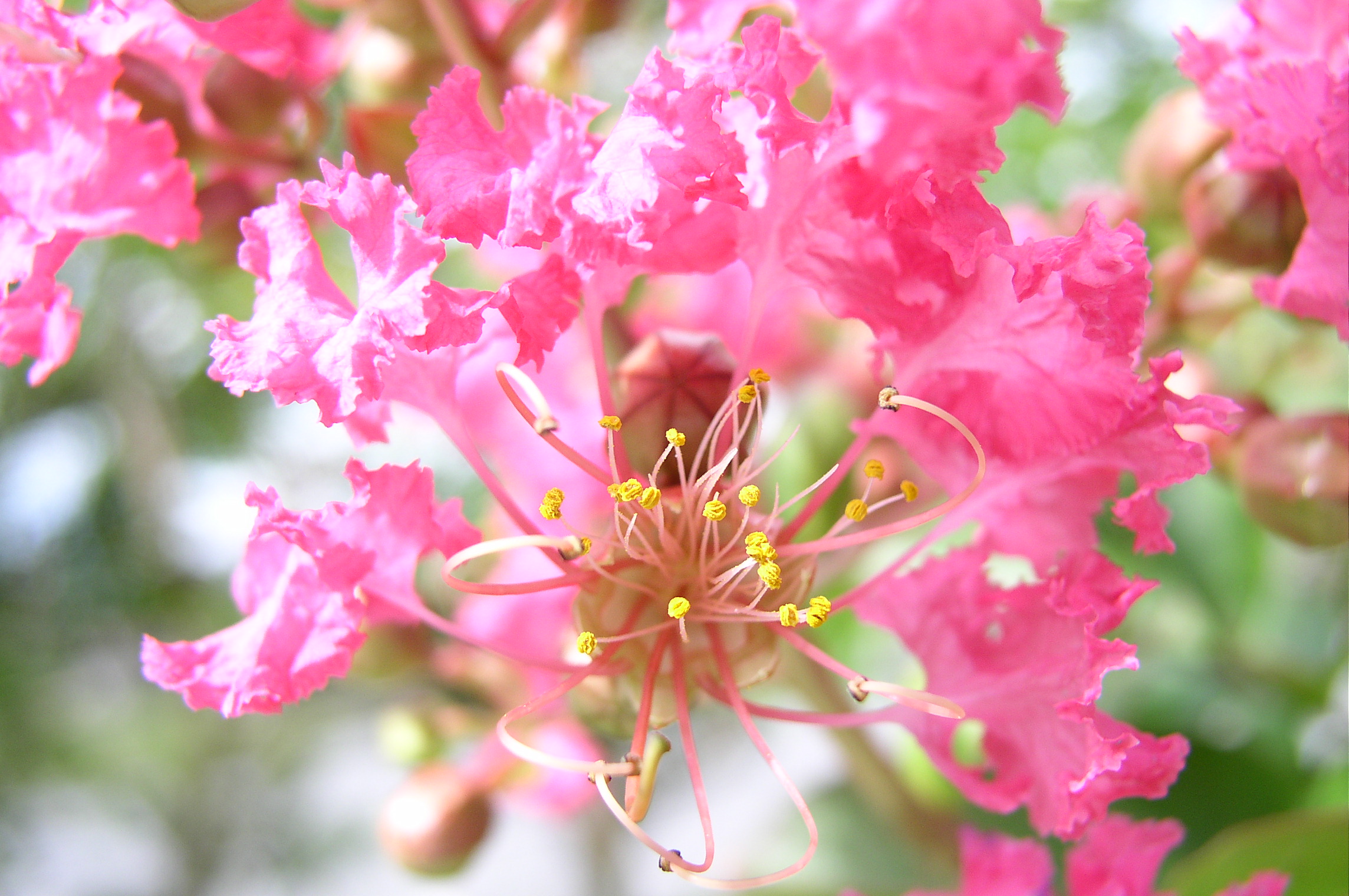 [한국의 야생화] 배롱나무 꽃; DISPLAY FULL IMAGE.