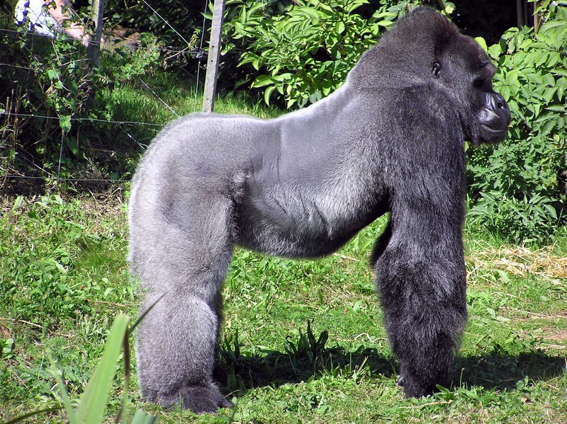 Gorilla (Gorilla gorilla) - Wiki; DISPLAY FULL IMAGE.