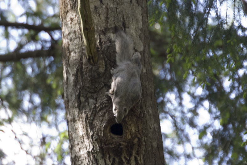Siberian Flying Squirrel (Pteromys volans) - Wiki; DISPLAY FULL IMAGE.