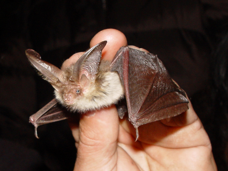 Brown Long-eared Bat (Plecotus auritus) - Wiki; DISPLAY FULL IMAGE.