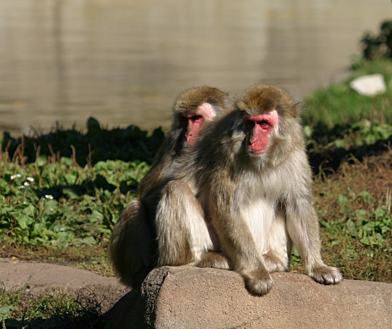 일본원숭이 (동물이름사전); DISPLAY FULL IMAGE.