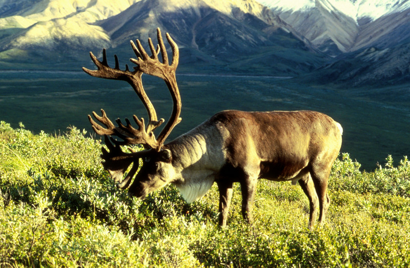 Reindeer (Rangifer tarandus) - Wiki; DISPLAY FULL IMAGE.