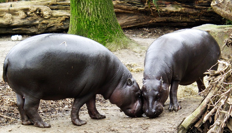 Pygmy Hippopotamus (Choeropsis liberiensis) - Wiki; DISPLAY FULL IMAGE.