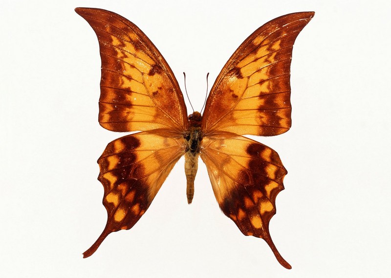 일본 소재사전(素材???典) 12권 일본나비편(蝶編) - Yellow Gorgon Butterfly; DISPLAY FULL IMAGE.