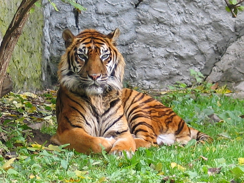 Sumatran Tiger (Panthera tigris sumatrae) - Wiki; DISPLAY FULL IMAGE.
