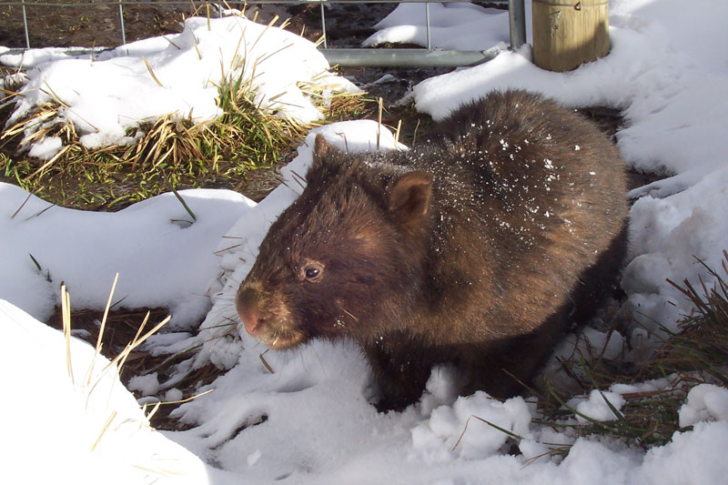 Wombat (Vombatidae) - Wiki; DISPLAY FULL IMAGE.