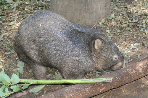Common Wombat (Vombatus ursinus) - Wiki; Image ONLY