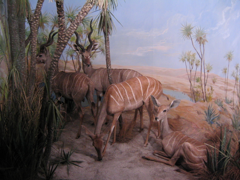 Lesser Kudu (Tragelaphus imberbis) - Wiki; DISPLAY FULL IMAGE.