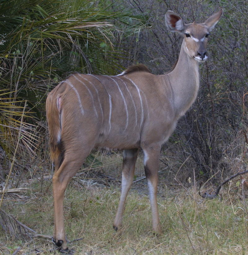 Greater Kudu (Tragelaphus strepsiceros) - Wiki; DISPLAY FULL IMAGE.