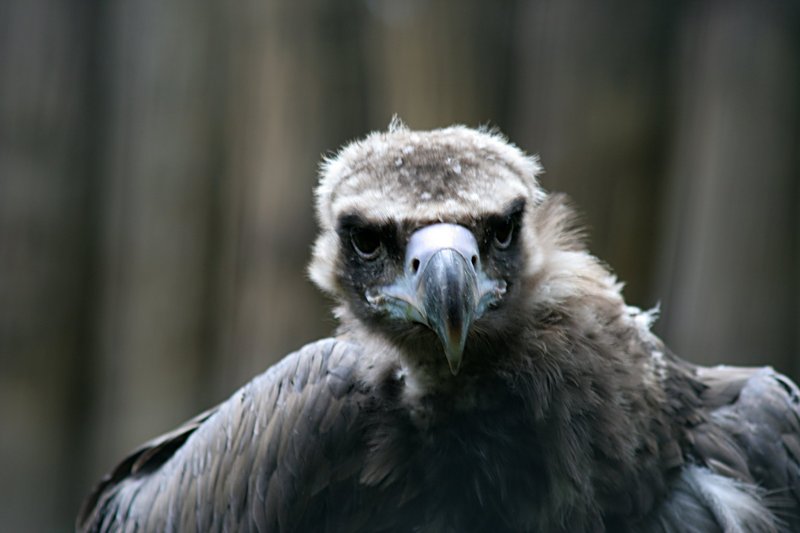 Eurasian Black Vulture, Cinereous Vulture (Aegypius monachus) - Wiki; DISPLAY FULL IMAGE.