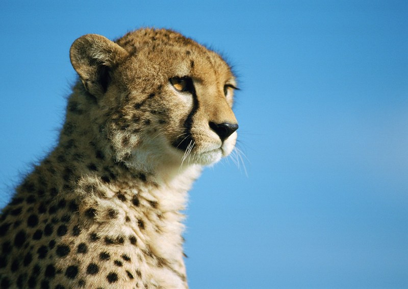 Cheetah; DISPLAY FULL IMAGE.