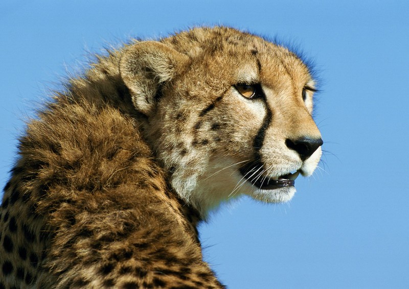 Cheetah; DISPLAY FULL IMAGE.