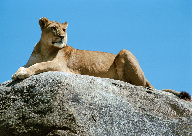Lioness; DISPLAY FULL IMAGE.