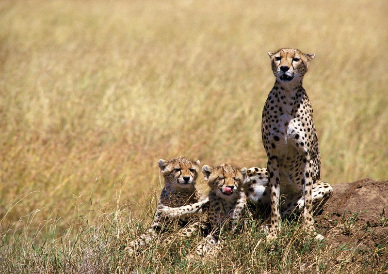 Cheetah family; DISPLAY FULL IMAGE.