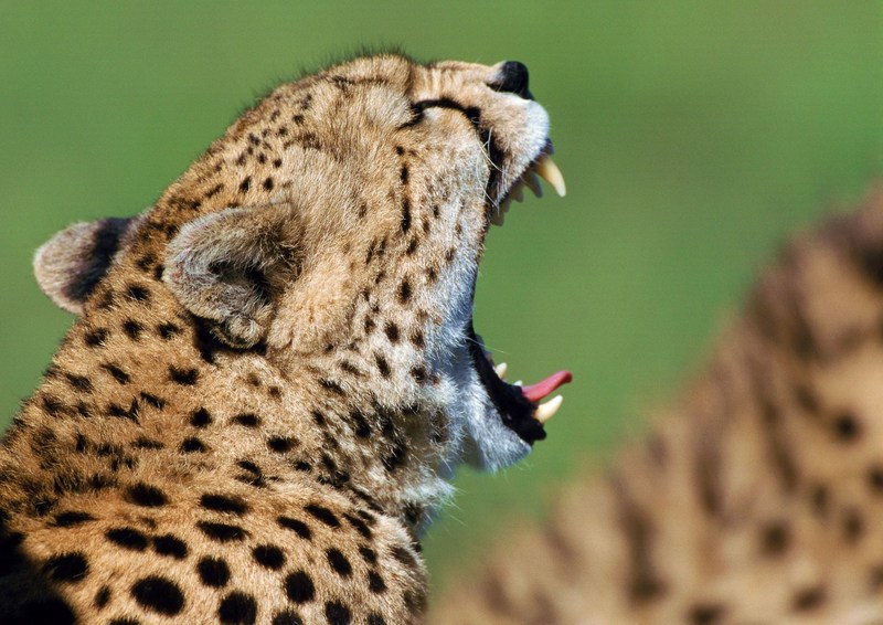 Cheetah; DISPLAY FULL IMAGE.