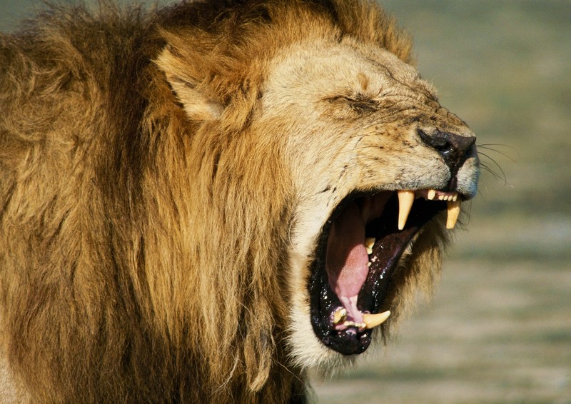 Lion; DISPLAY FULL IMAGE.