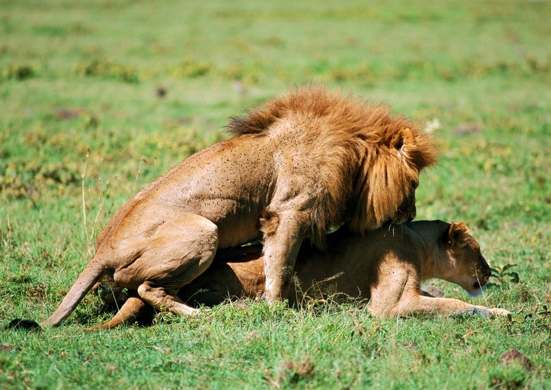 Lions mating; DISPLAY FULL IMAGE.