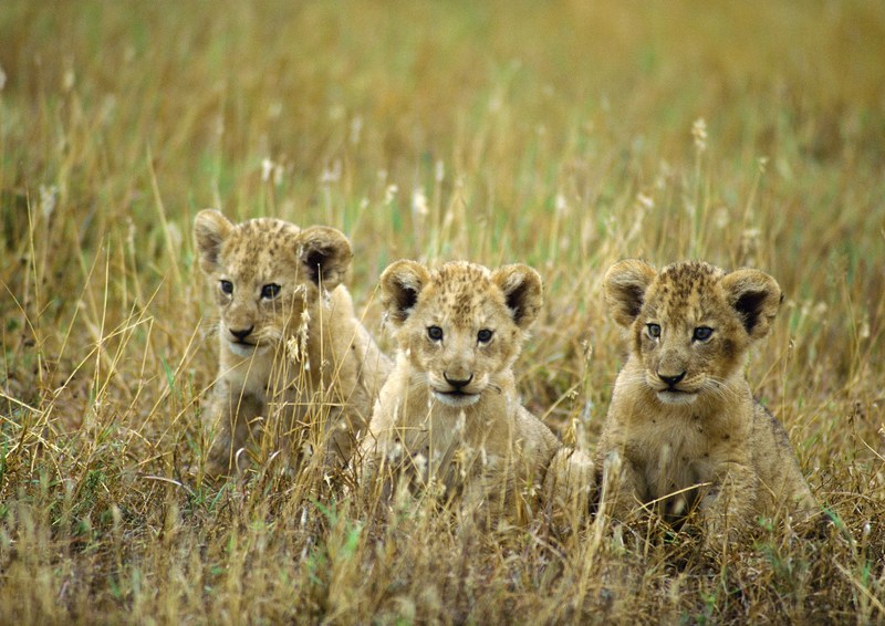 Lion cubs; DISPLAY FULL IMAGE.