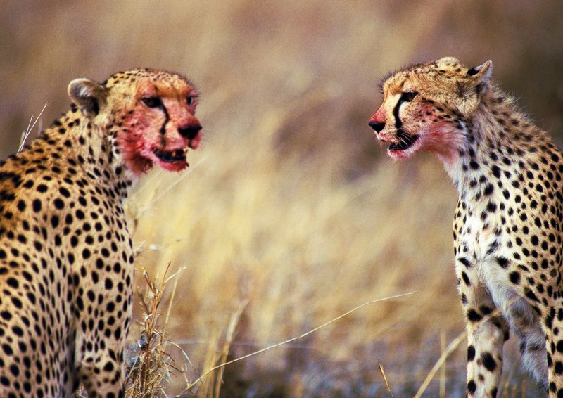 Cheetahs; DISPLAY FULL IMAGE.