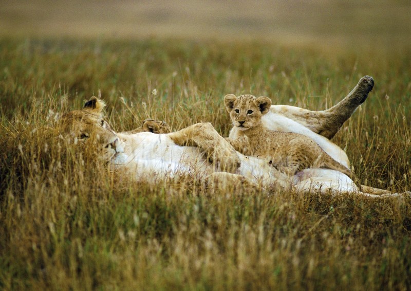 Lion cub; DISPLAY FULL IMAGE.