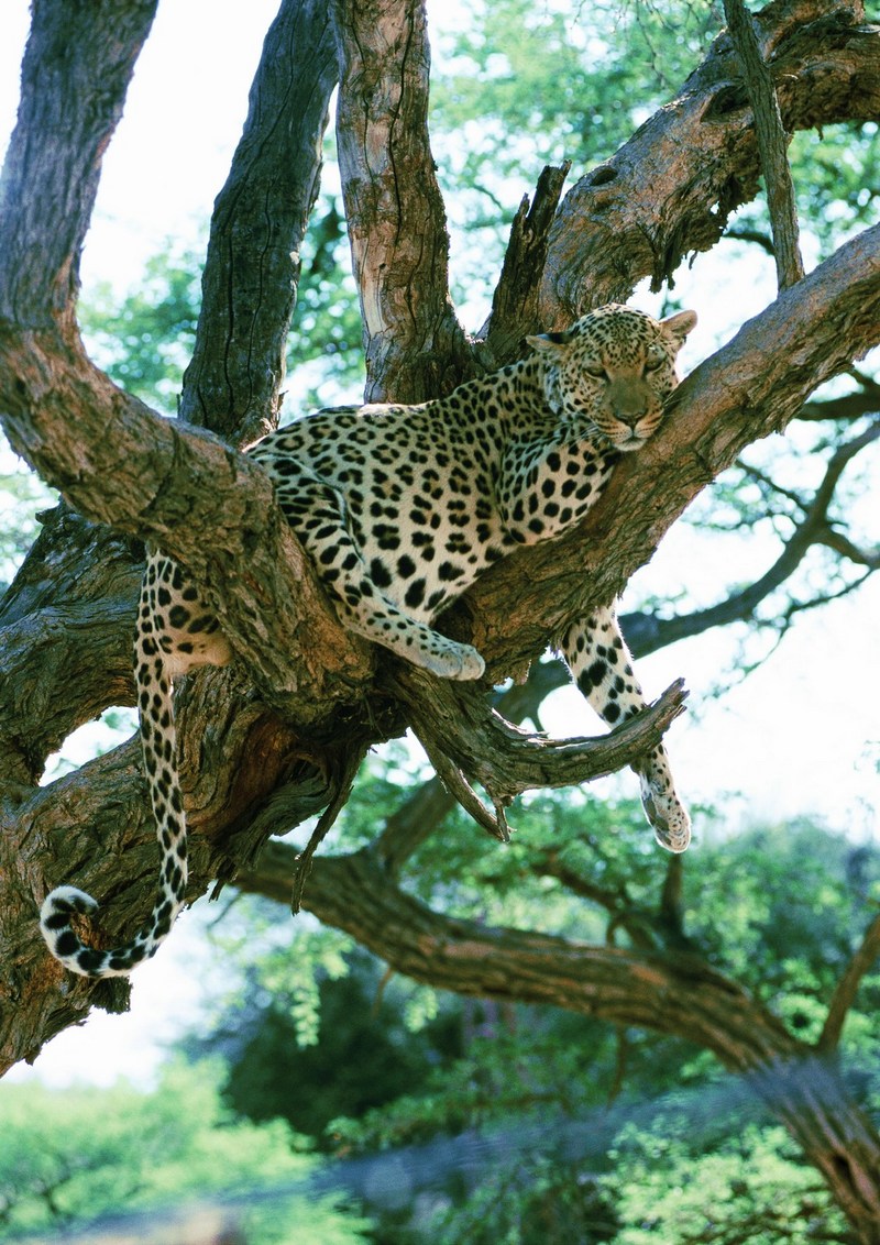 Leopard; DISPLAY FULL IMAGE.