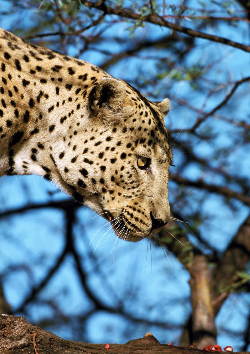 Leopard; DISPLAY FULL IMAGE.