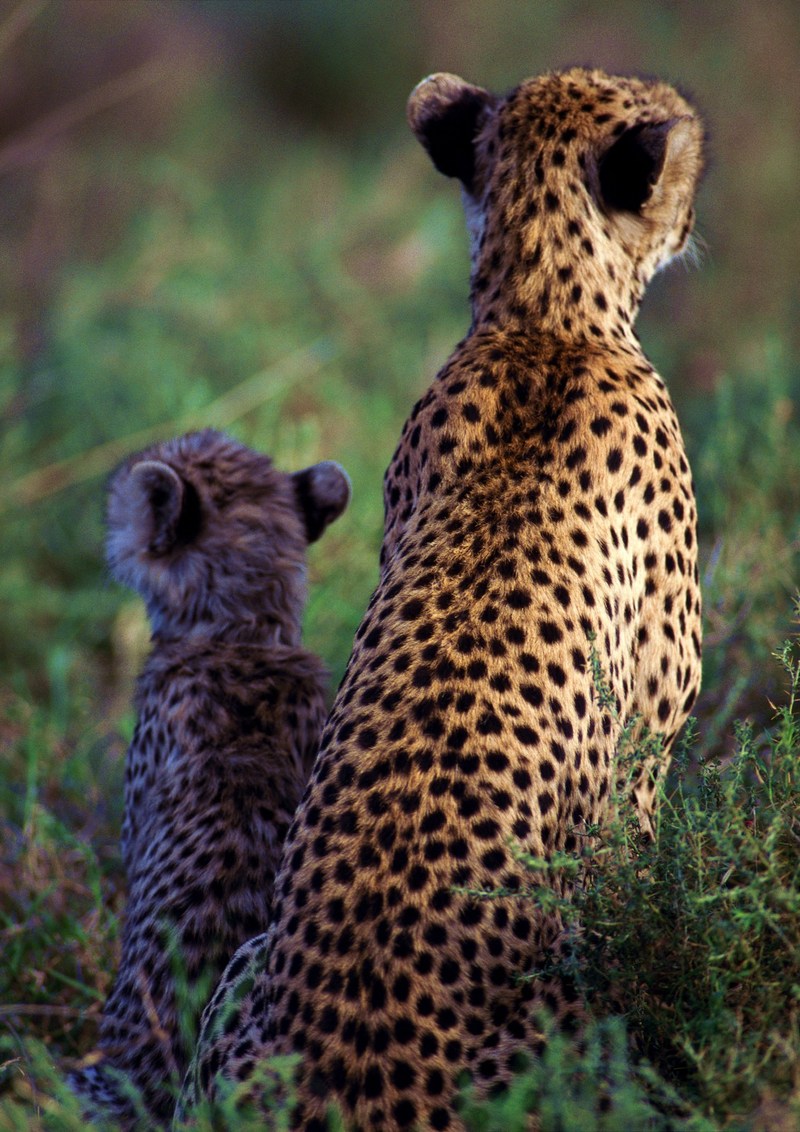 Cheetahs; DISPLAY FULL IMAGE.