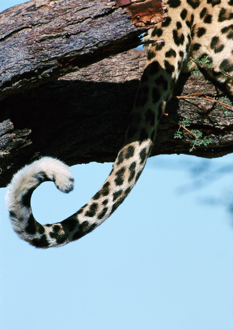 Leopard tail; DISPLAY FULL IMAGE.