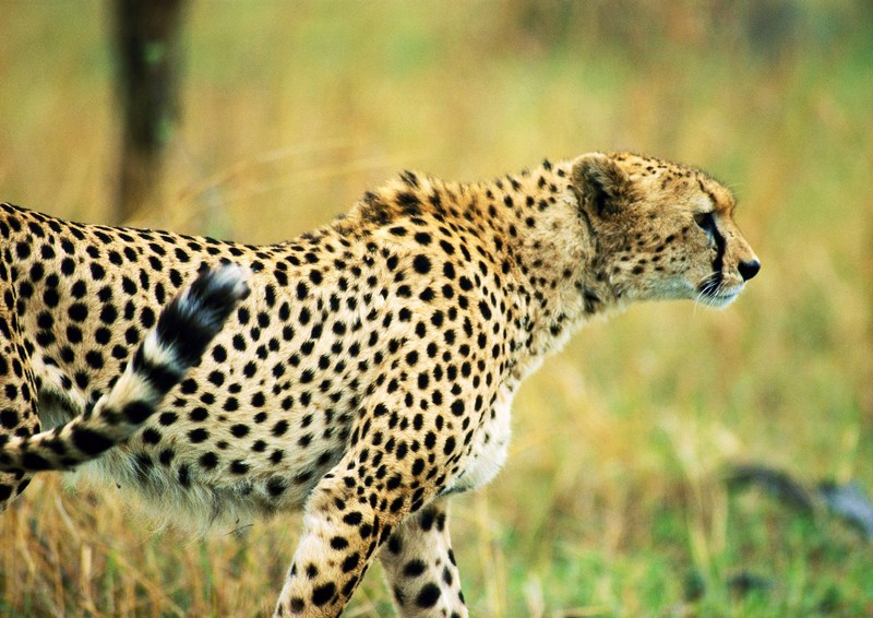 Cheetah; DISPLAY FULL IMAGE.