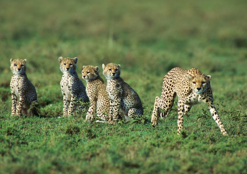 Cheetah family; DISPLAY FULL IMAGE.